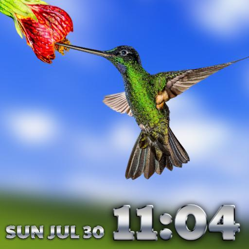 HummingBird ( Live )